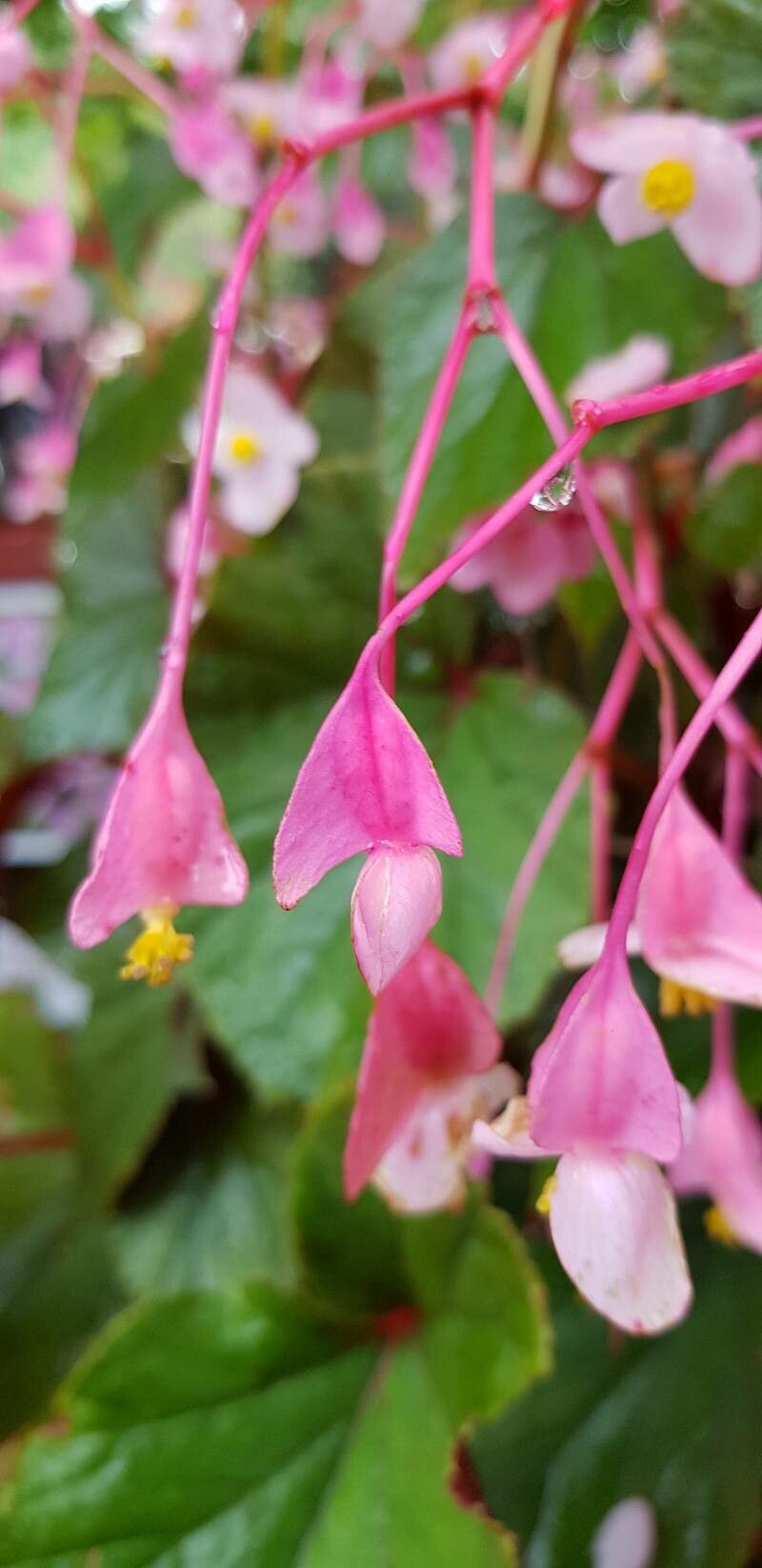 Begonia evansiana fruit