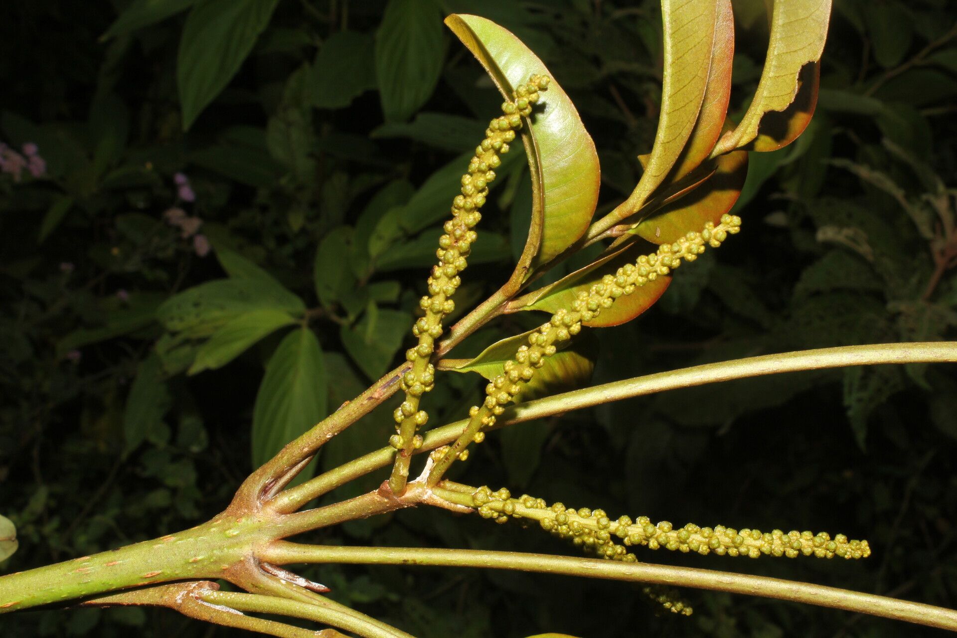 Alfaroa guanacastensis fruit