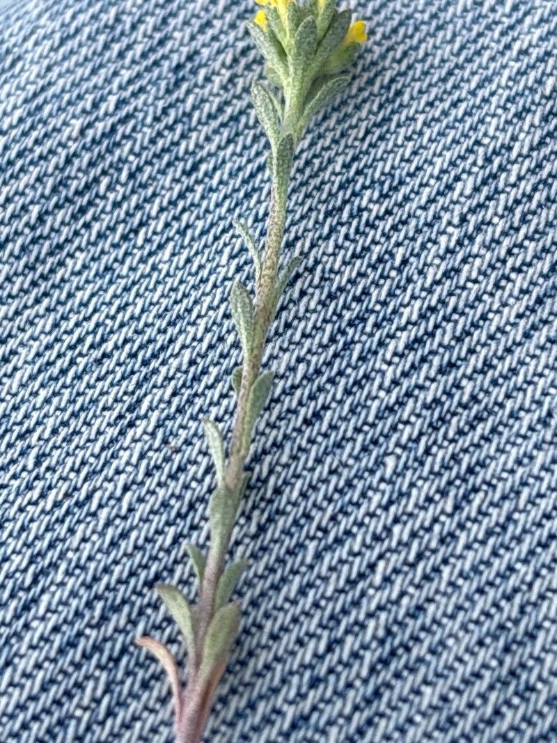 Alyssum granatense — houseplant care guide