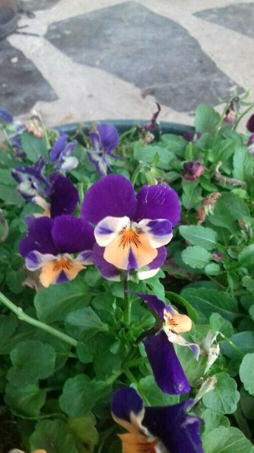 Viola X Wittrockiana flower