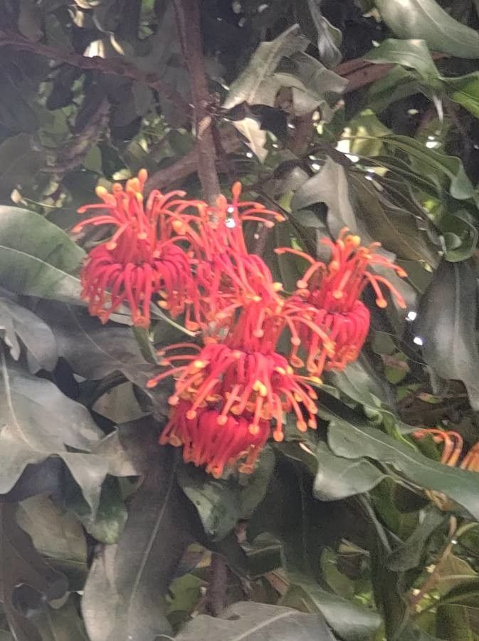 Stenocarpus sinuatus flower