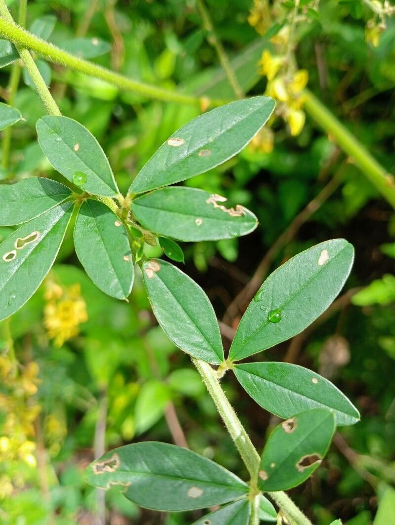 Crotalaria uncinella — houseplant care guide