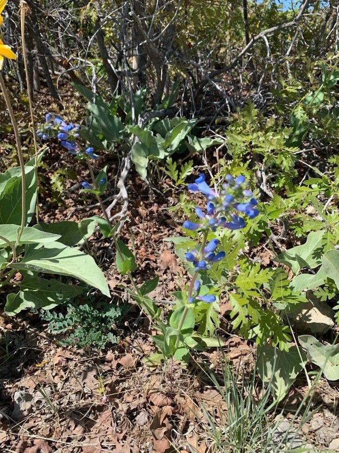 Penstemon nitidus flower