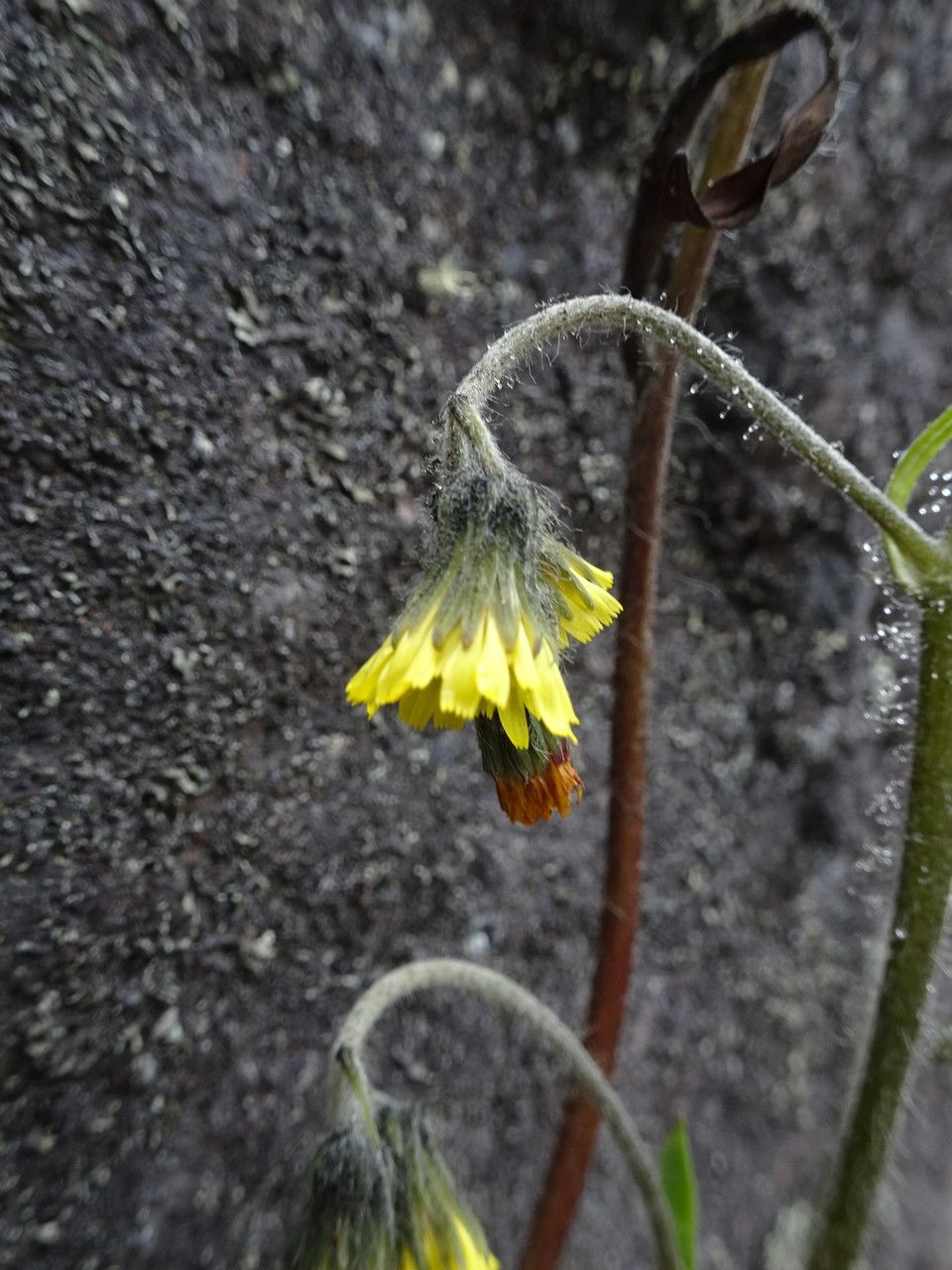 Hieracium avilae flower