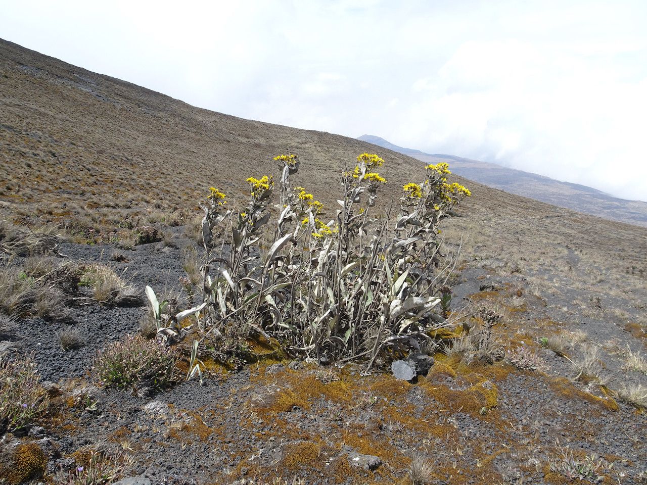 Senecio burtonii habit