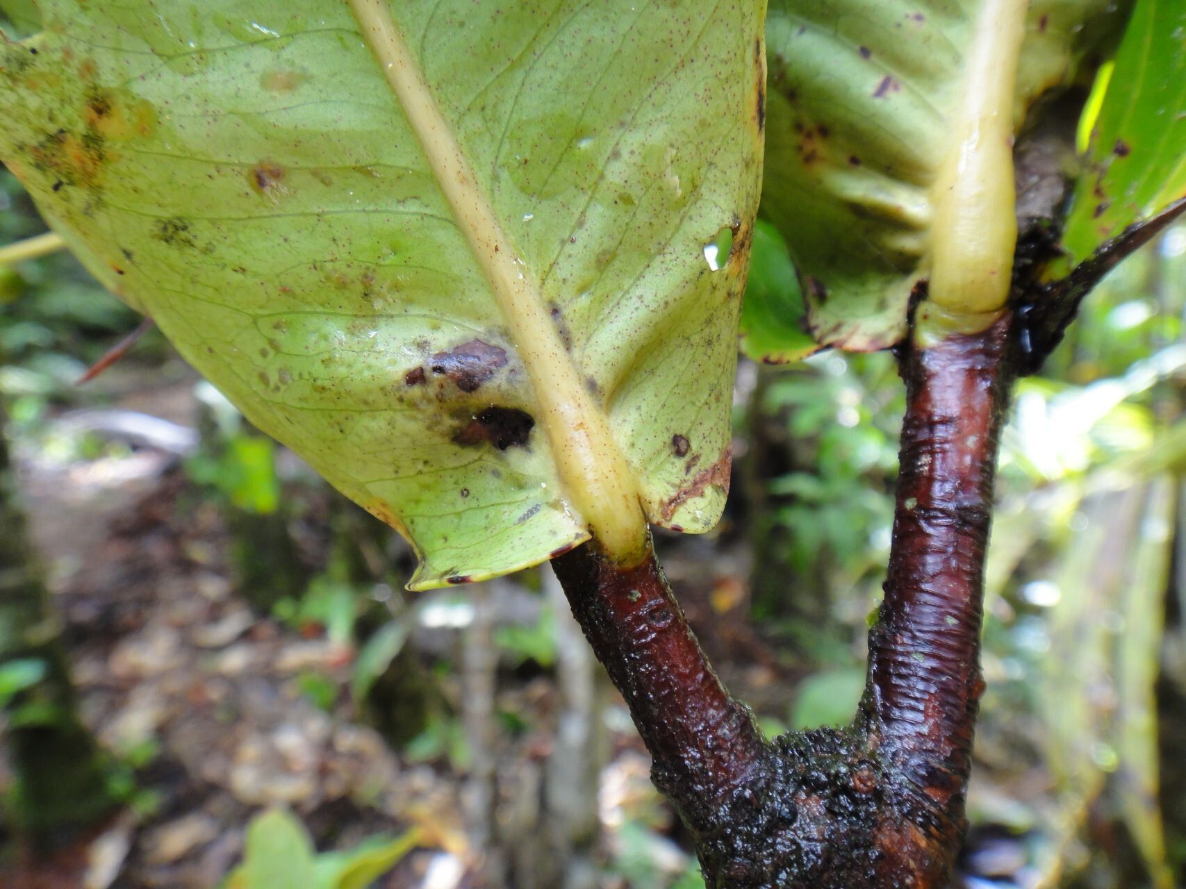 Syzygium auriculatum bark