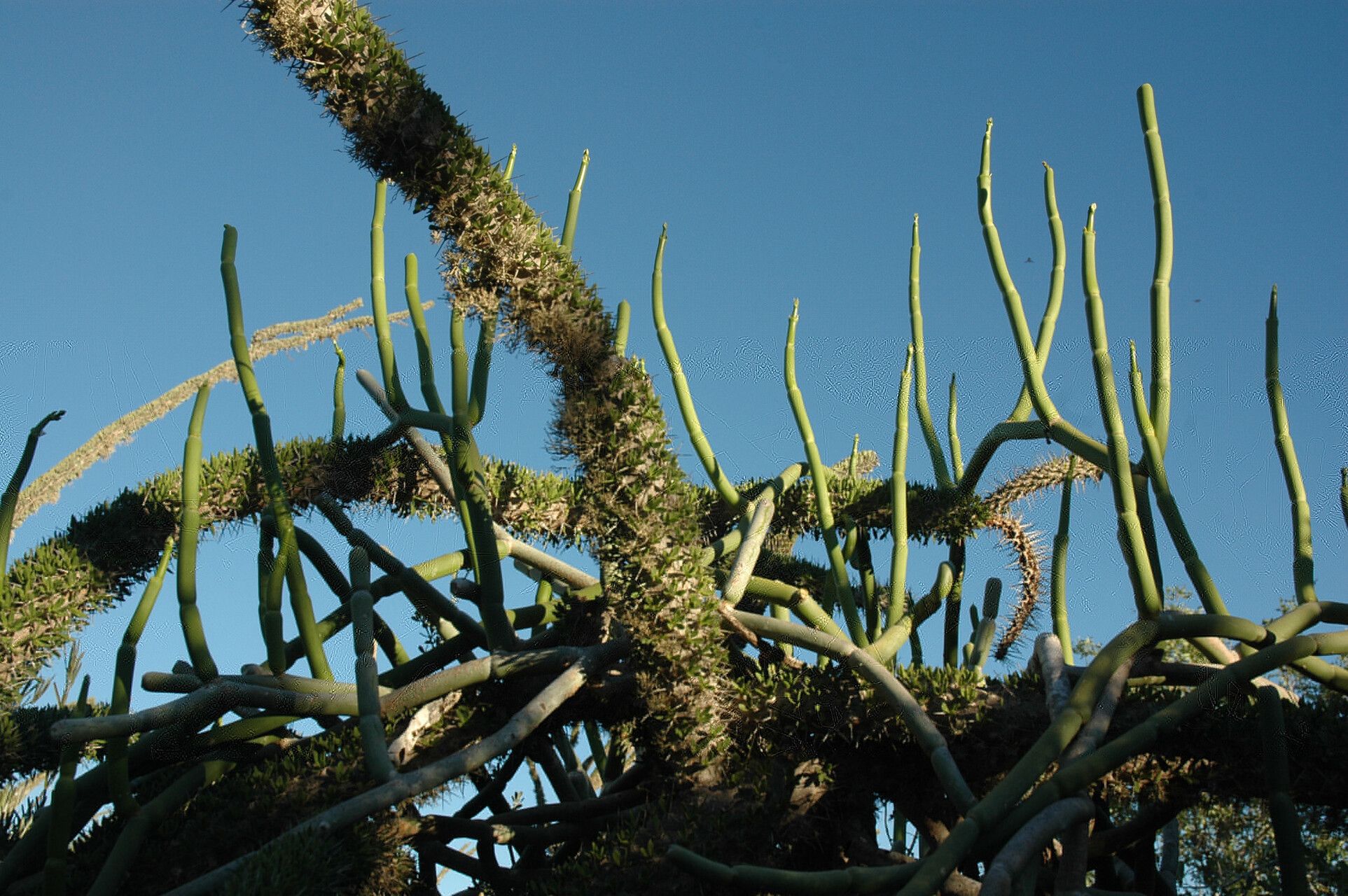 Cynanchum grandidieri — houseplant care guide