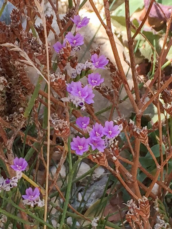 Limonium hyblaeum flower