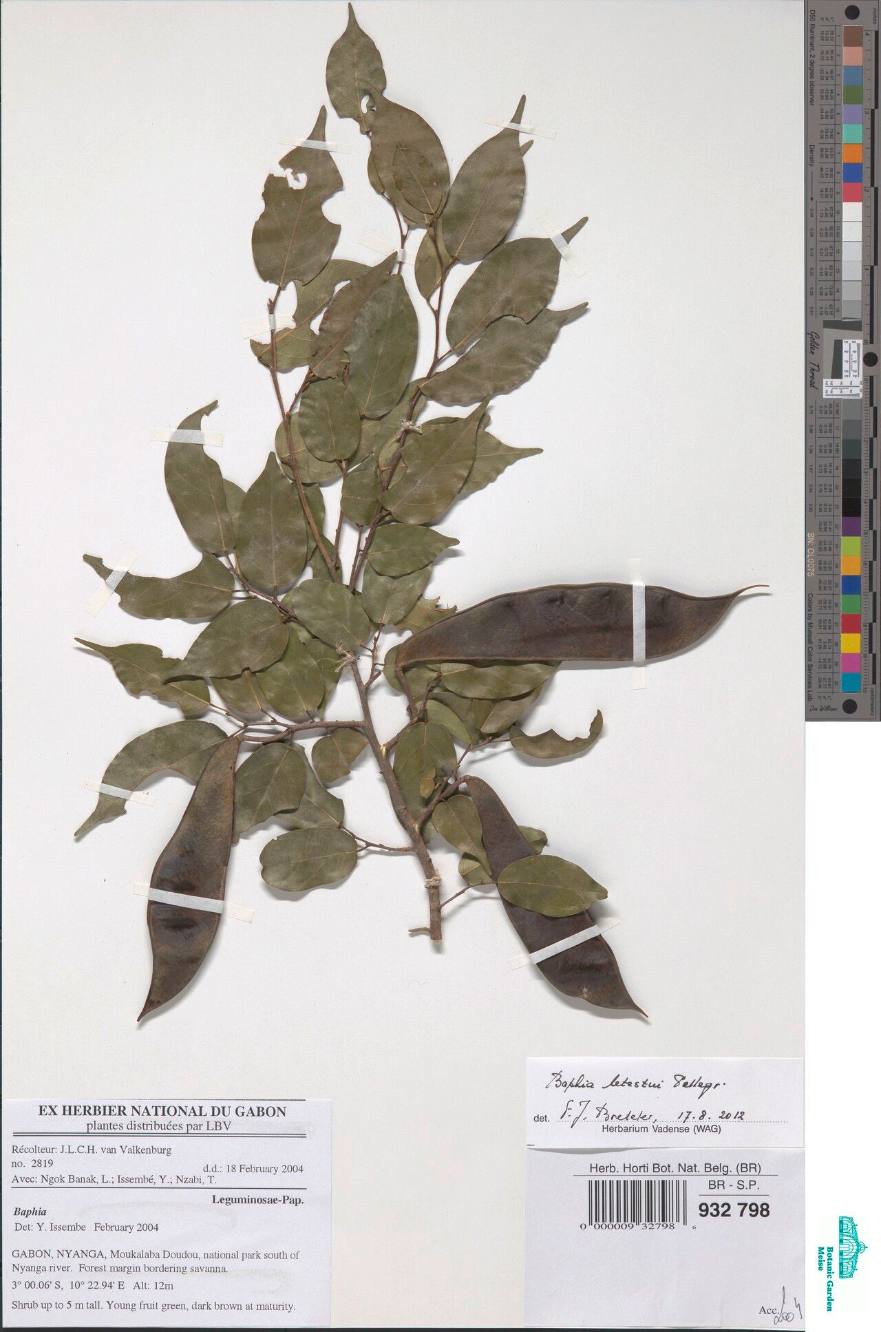 Baphia letestui — houseplant care guide