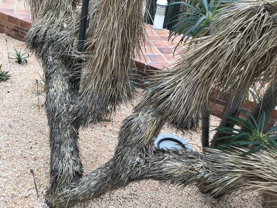 Yucca thompsoniana bark