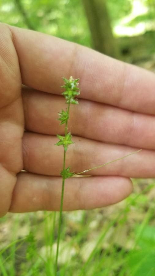 Carex radiata flower