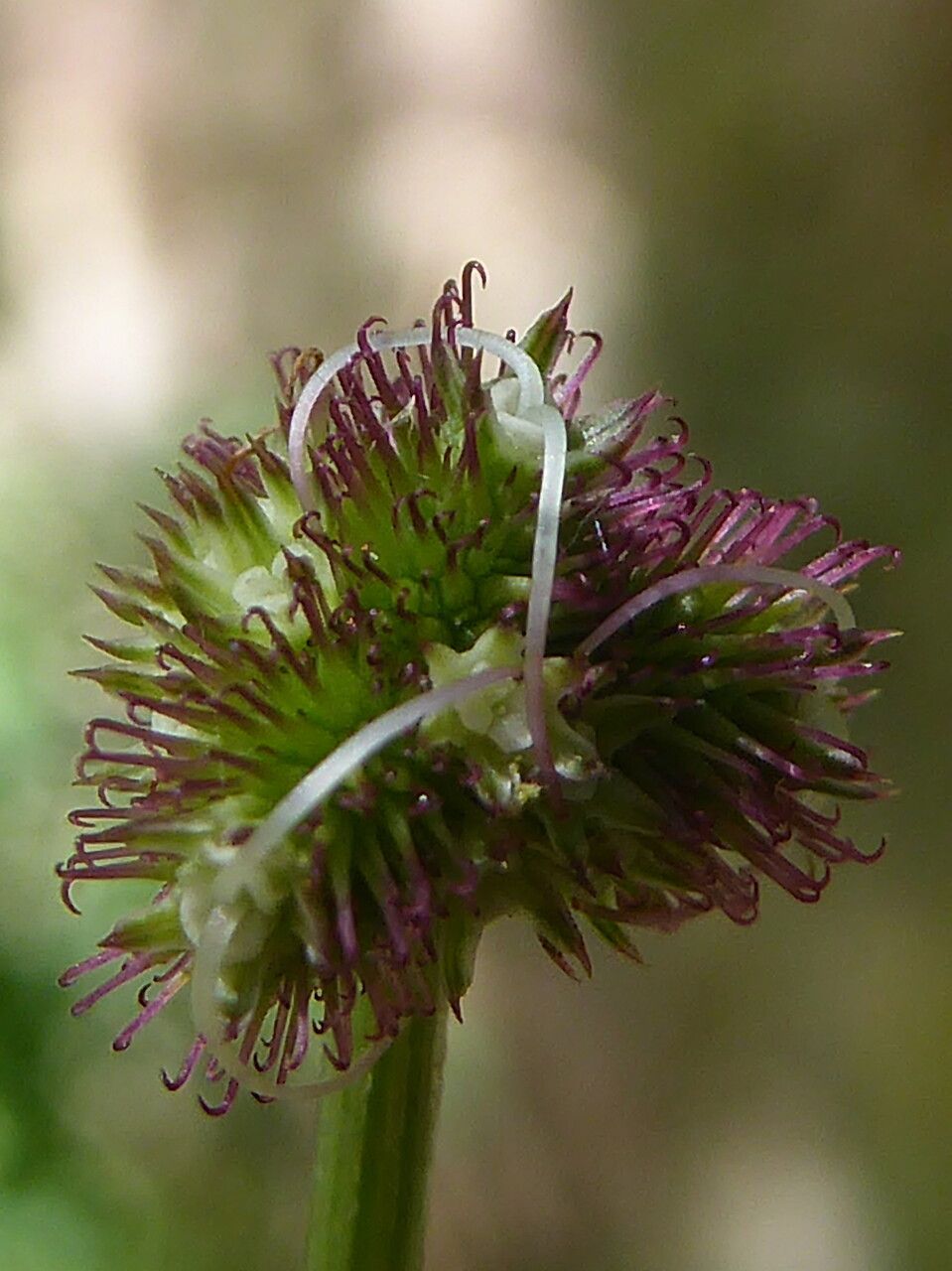 Sanicula europaea fruit