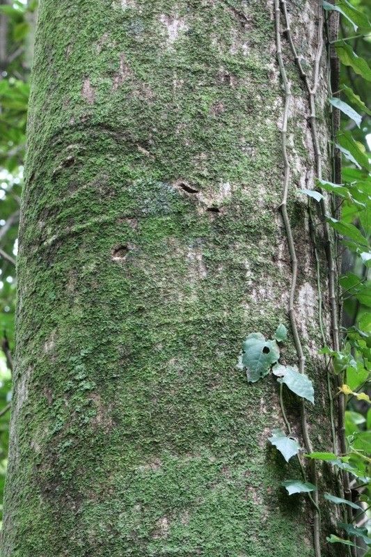 Hernandia mascarenensis bark