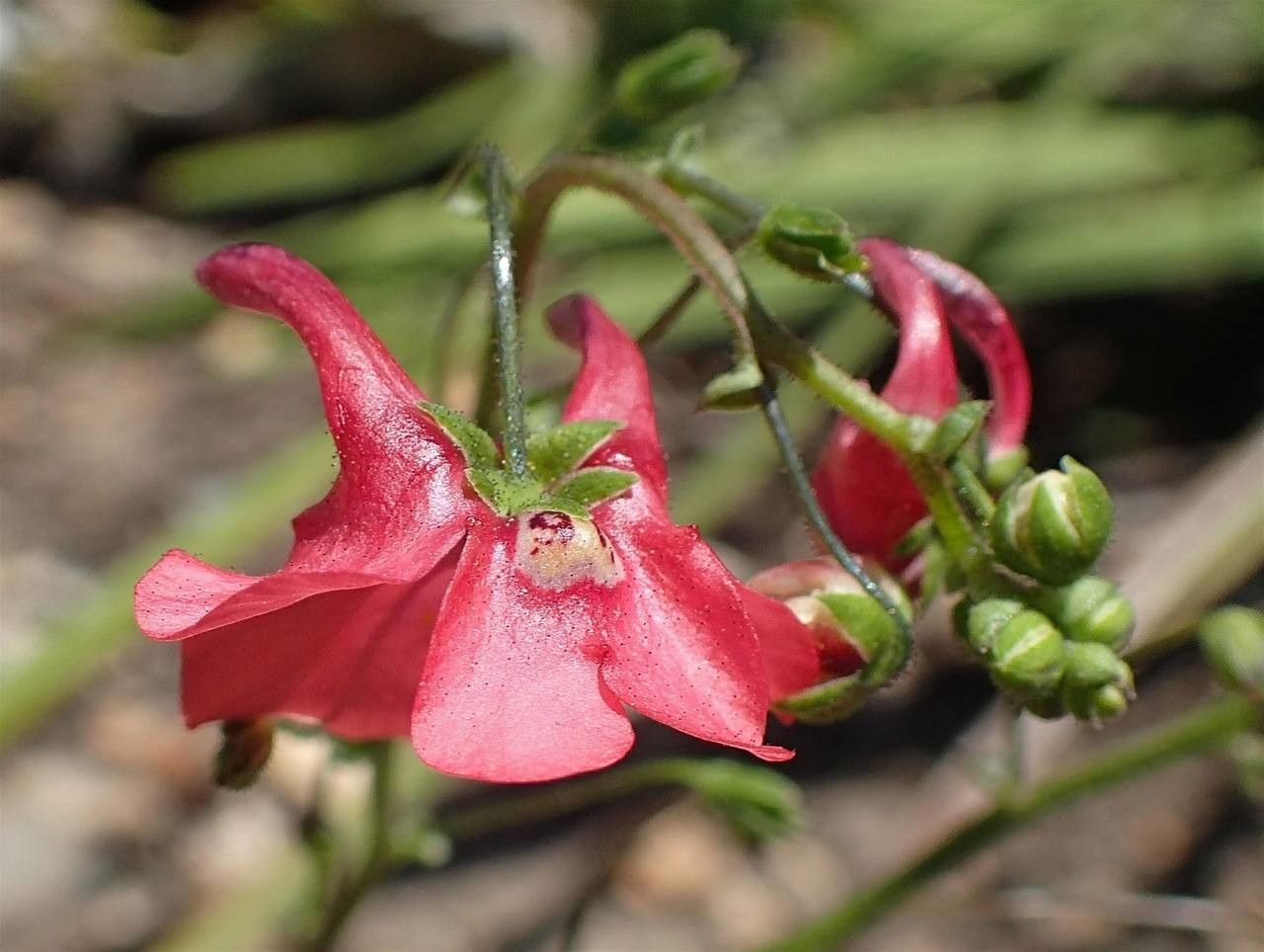 Diascia vigilis fruit