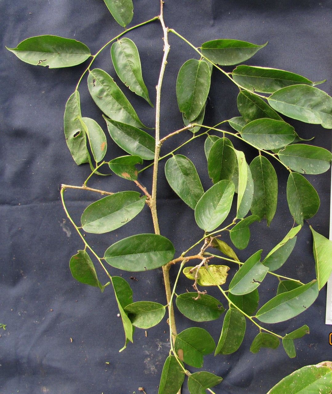 Machaerium pittieri other