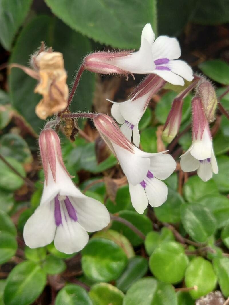 Primulina tamiana flower