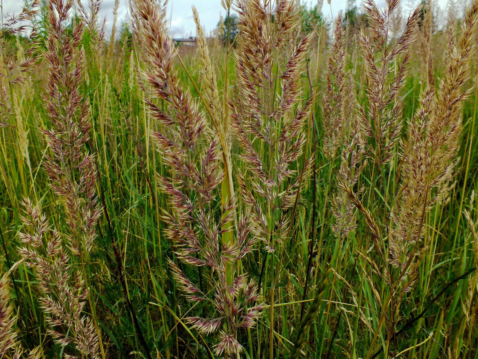 Calamagrostis canescens flower