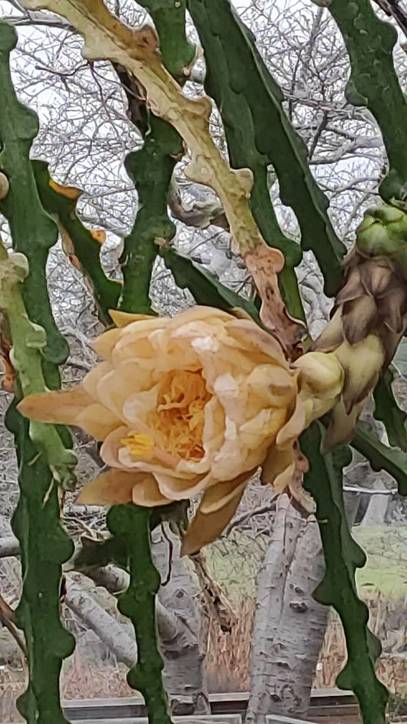 Selenicereus calcaratus flower