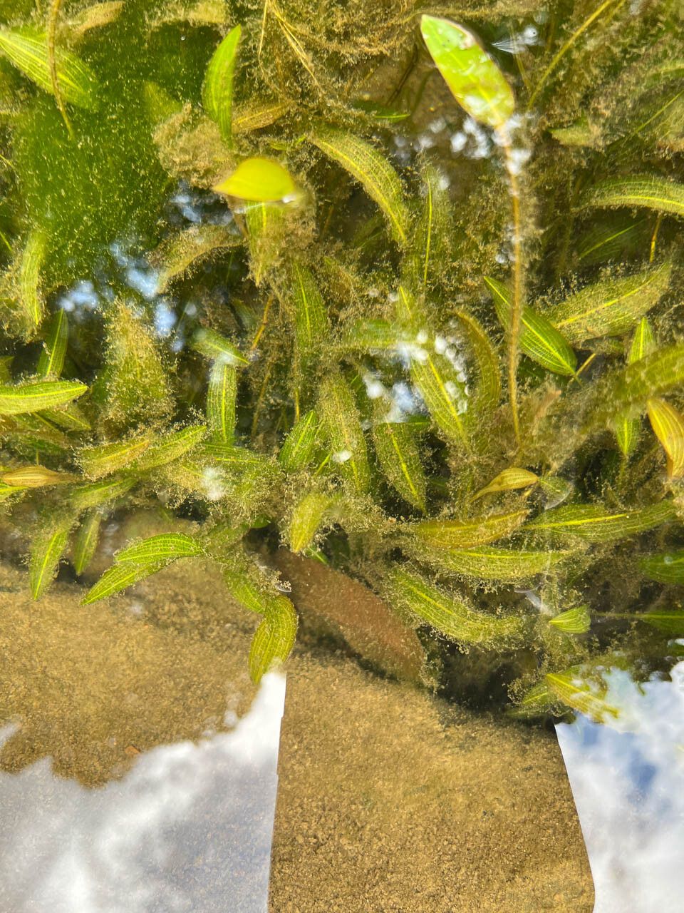 Potamogeton × fluitans — search result for 'Potamogeton'