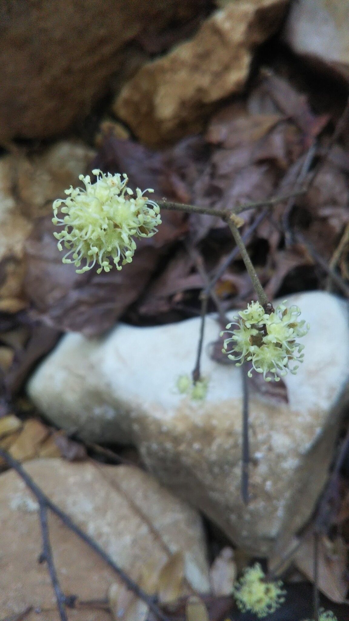 Croton nudatus — houseplant care guide