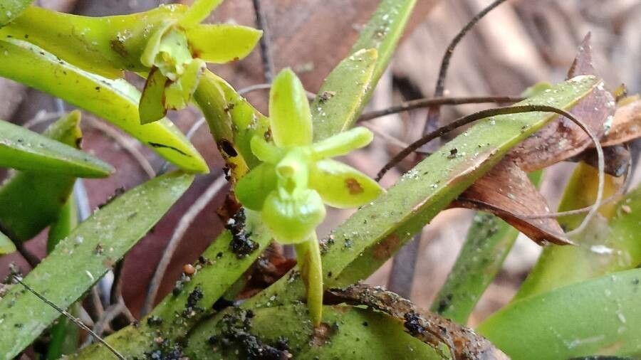 Epidendrum rigidum flower