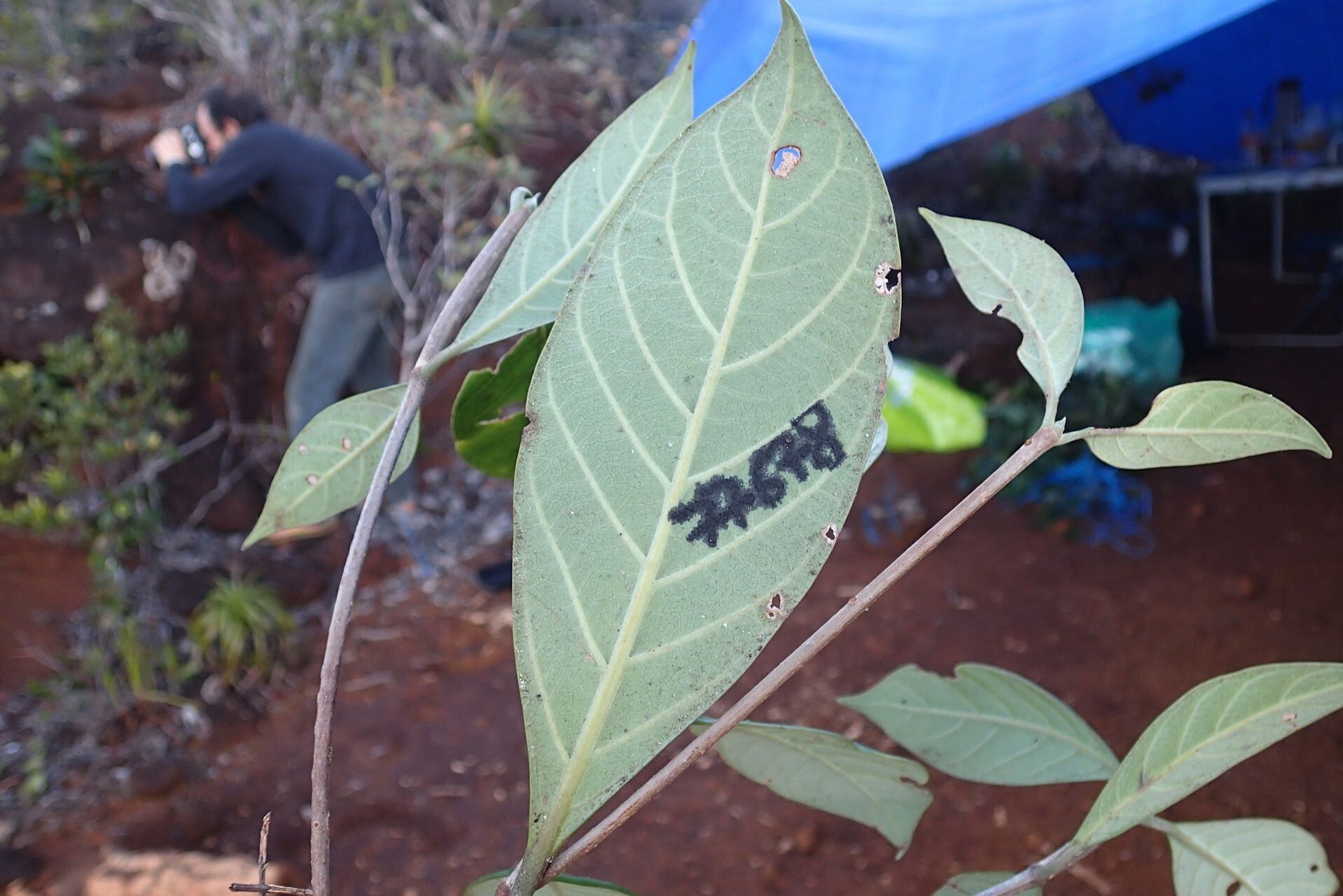 Guettarda heterosepala leaf