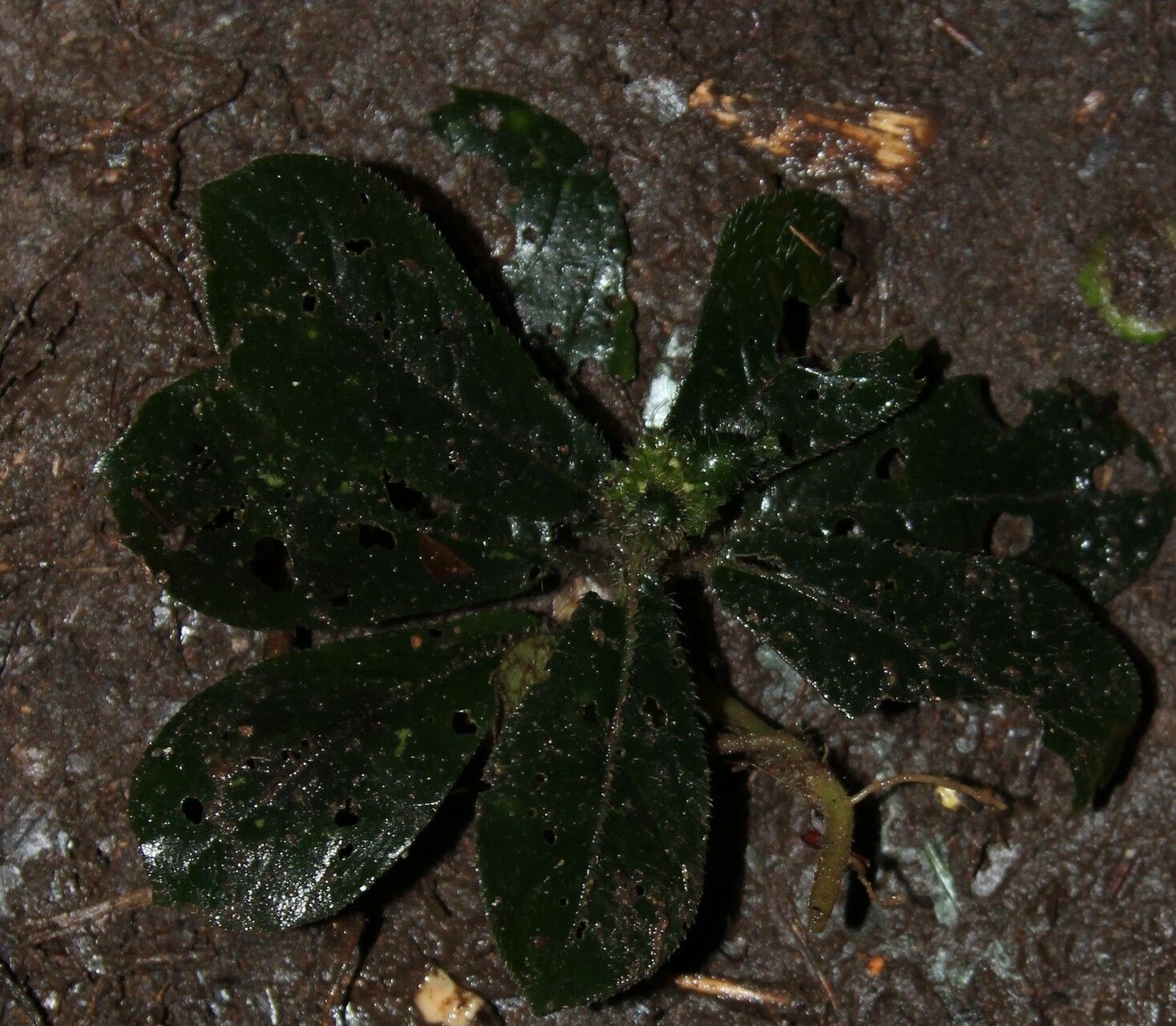 Psychotria rhynchodiscus habit