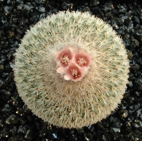 Epithelantha pachyrhiza flower