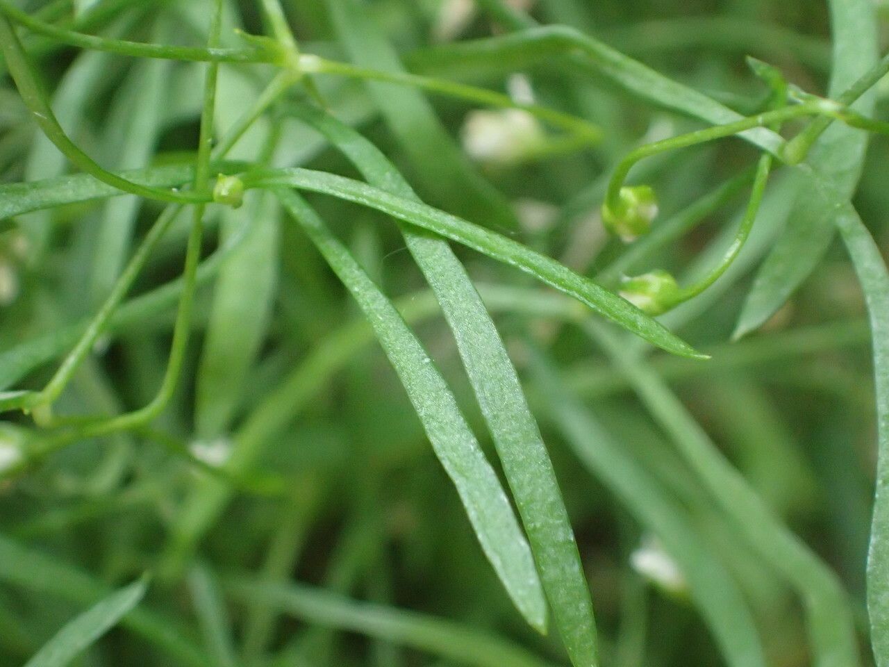 Moehringia intermedia — related species from the same genus