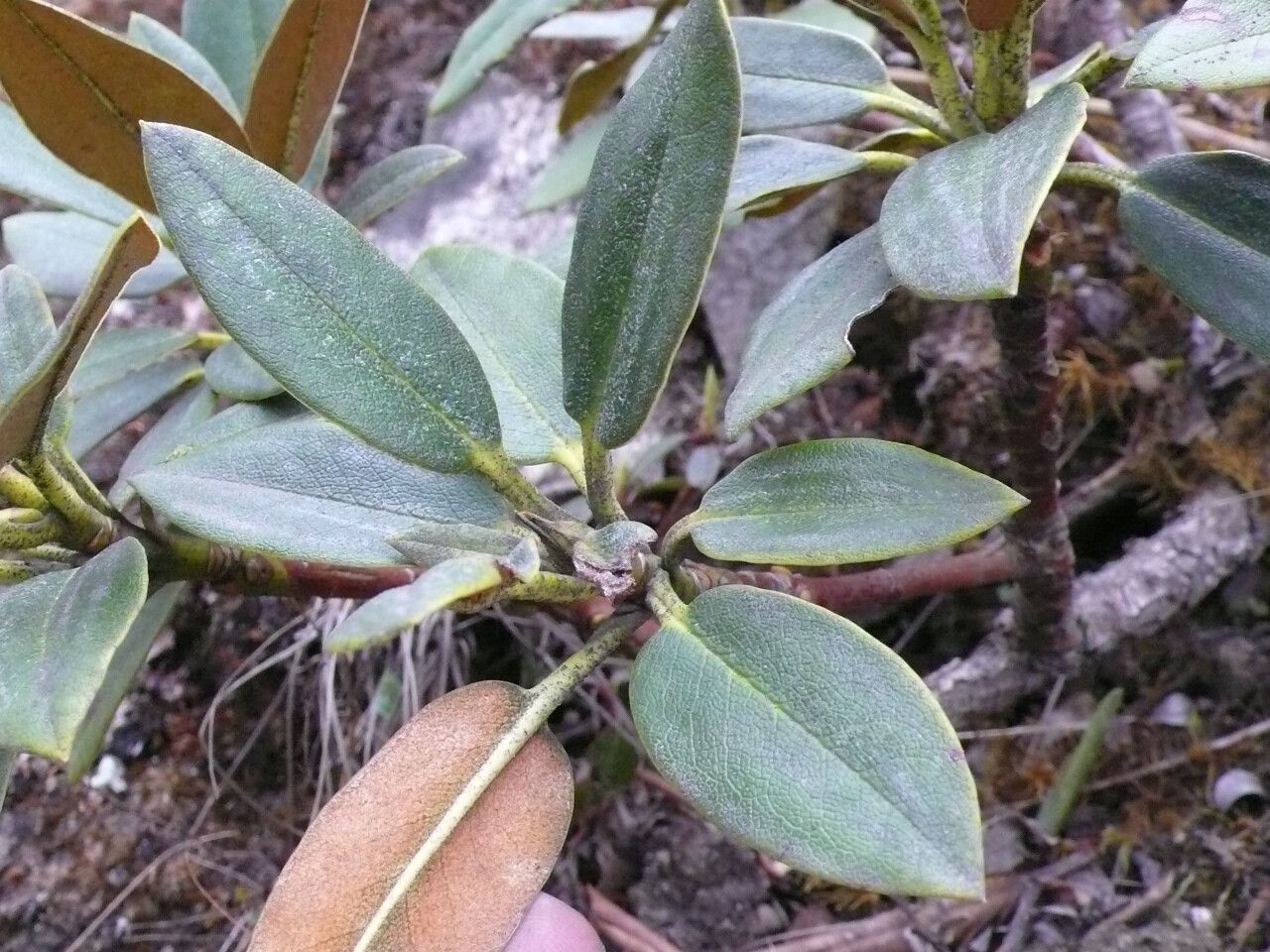 Rhododendron taliense — houseplant care guide