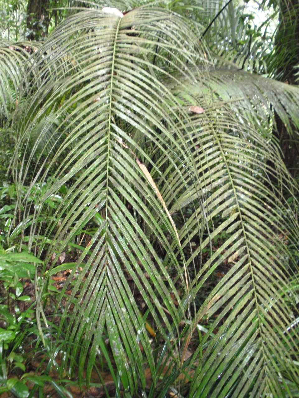 Astrocaryum paramaca — houseplant care guide