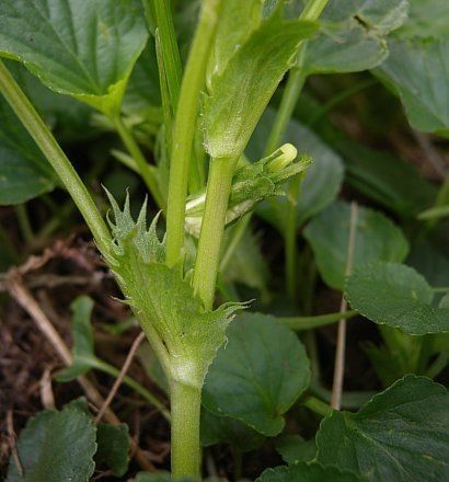 Viola Striata bark
