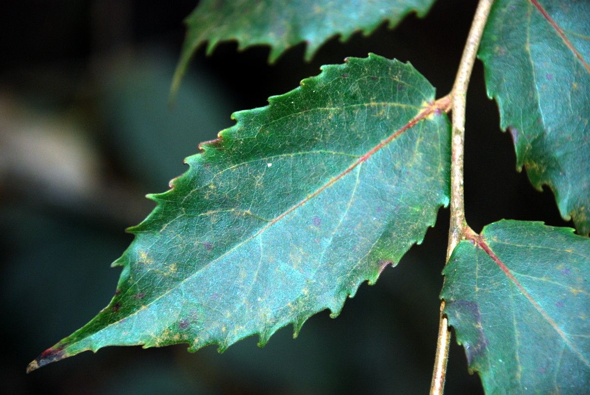 Xylosma capillipes leaf