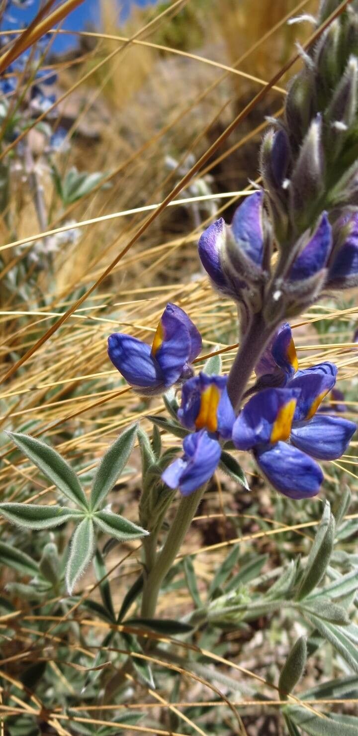 Lupinus altimontanus flower