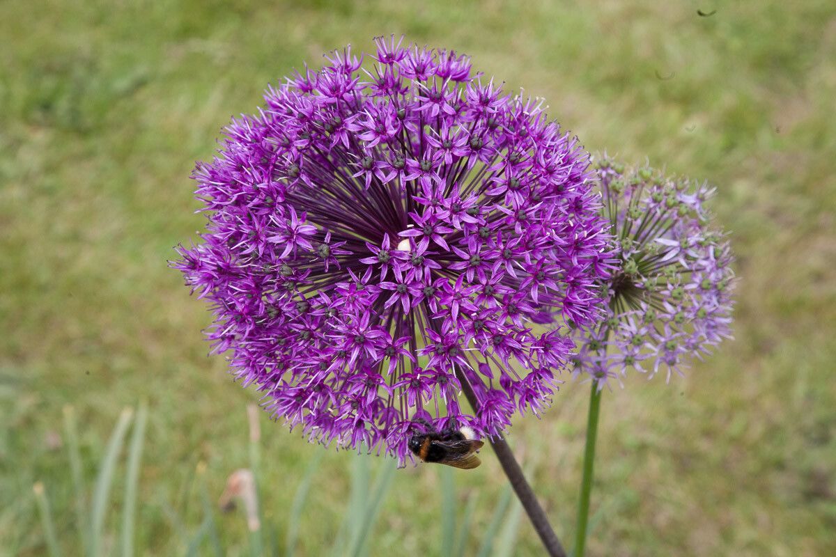 Allium hollandicum — search result for 'Kyrgyzstan'