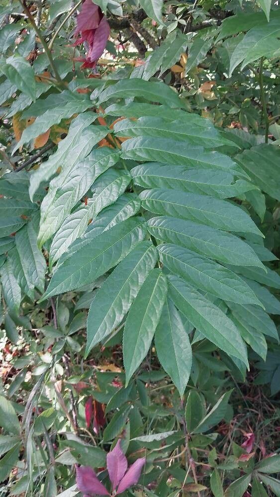 Aesculus × neglecta — search result for 'Aesculus'
