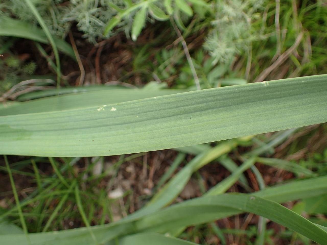Asphodelus macrocarpus — search result for 'Asphodelus'