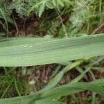 Asphodelus macrocarpus