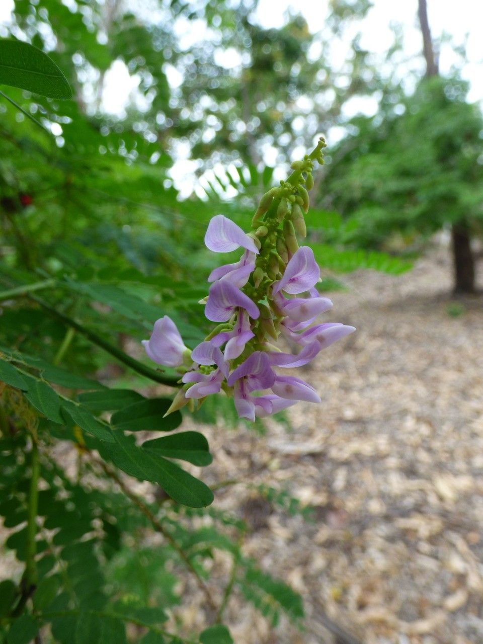 Abrus precatorius flower