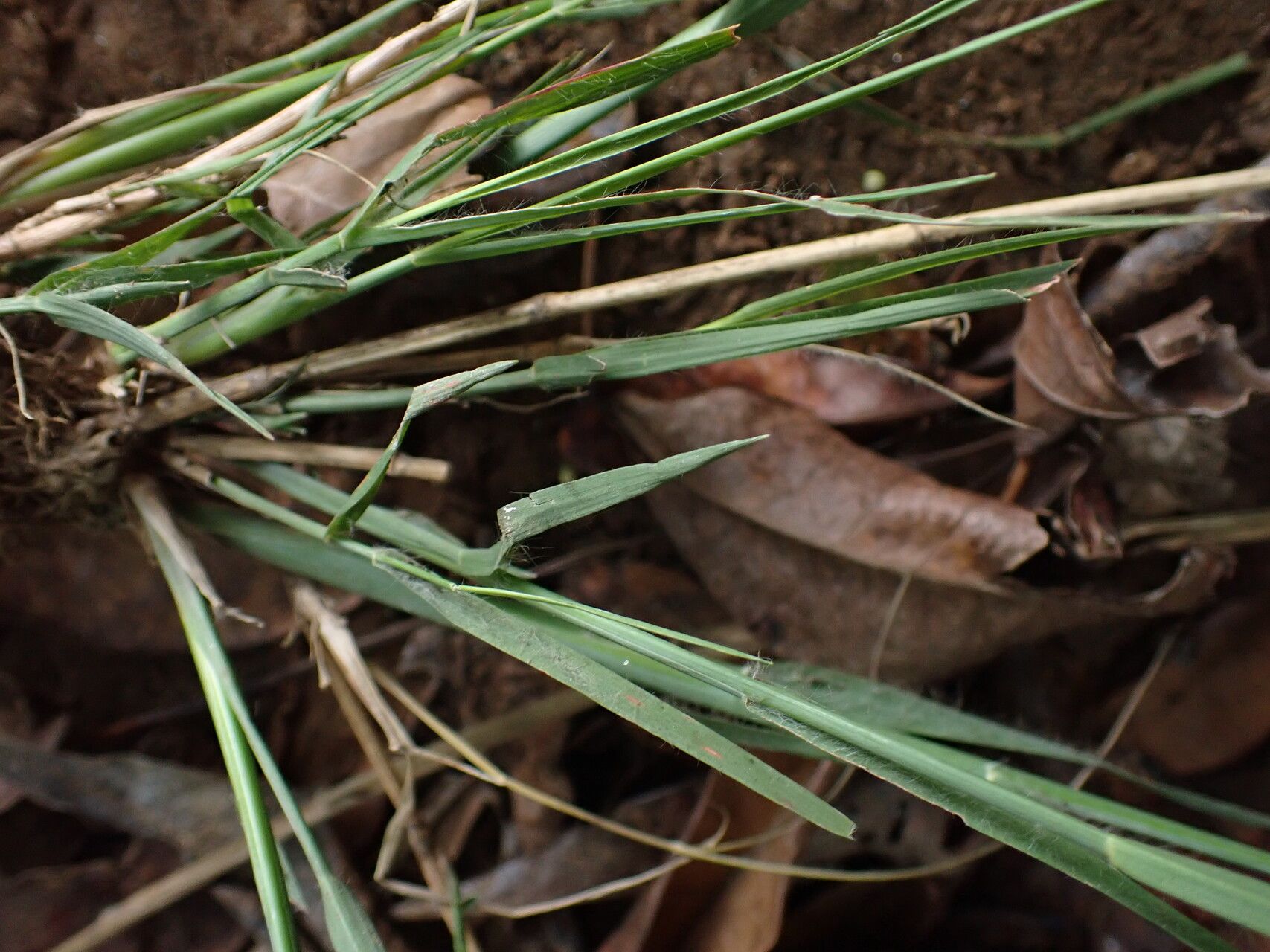 Eragrostis barteri — search result for 'Eragrostis'