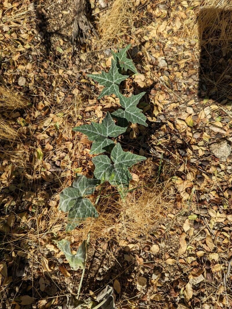 Cucurbita palmata — search result for 'Cucurbita'