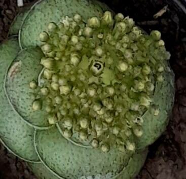 Crassula hemisphaerica flower