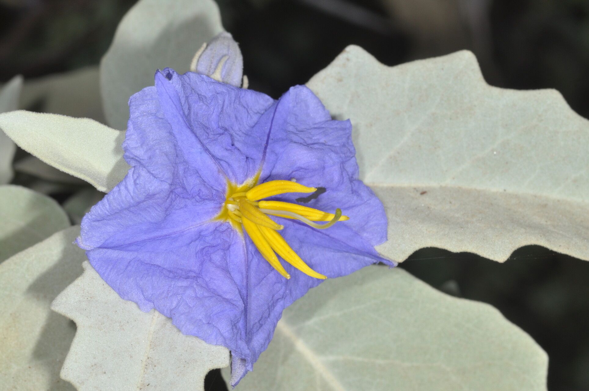 Solanum mortonii — houseplant care guide
