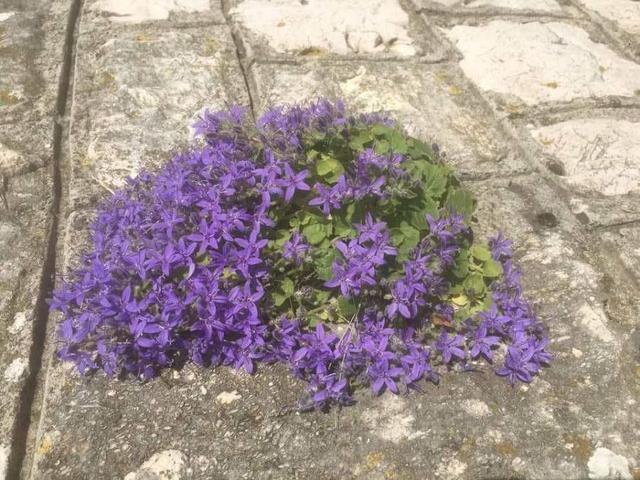 Campanula fenestrellata flower