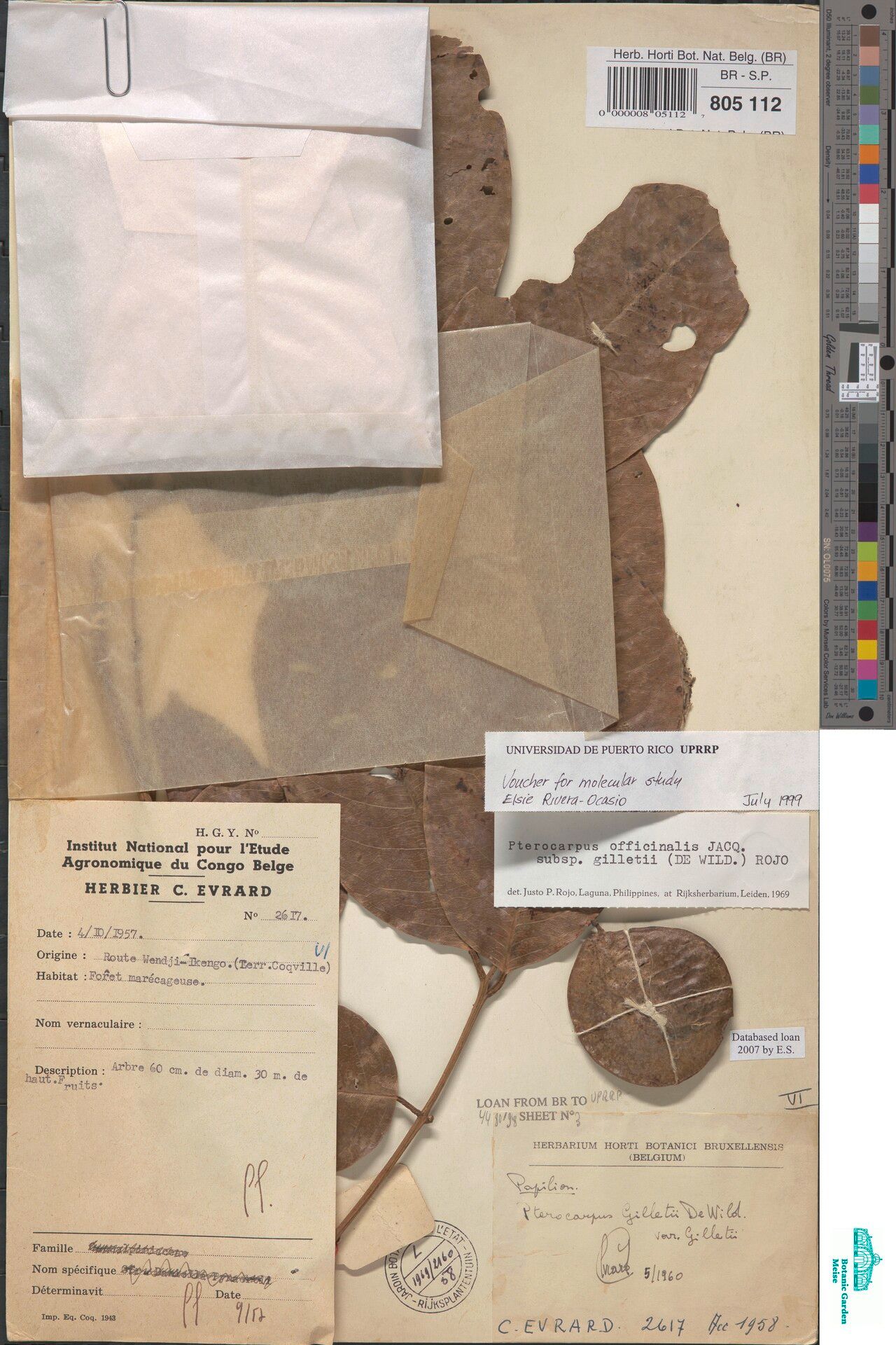 Pterocarpus gilletii — search result for 'Pterocarpus'