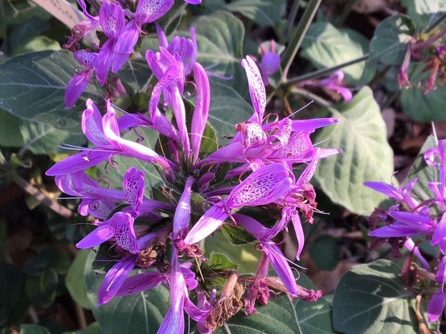 Hypoestes aristata flower
