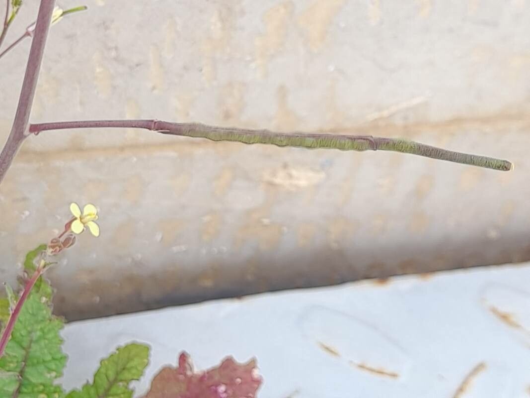 Coincya tournefortii fruit