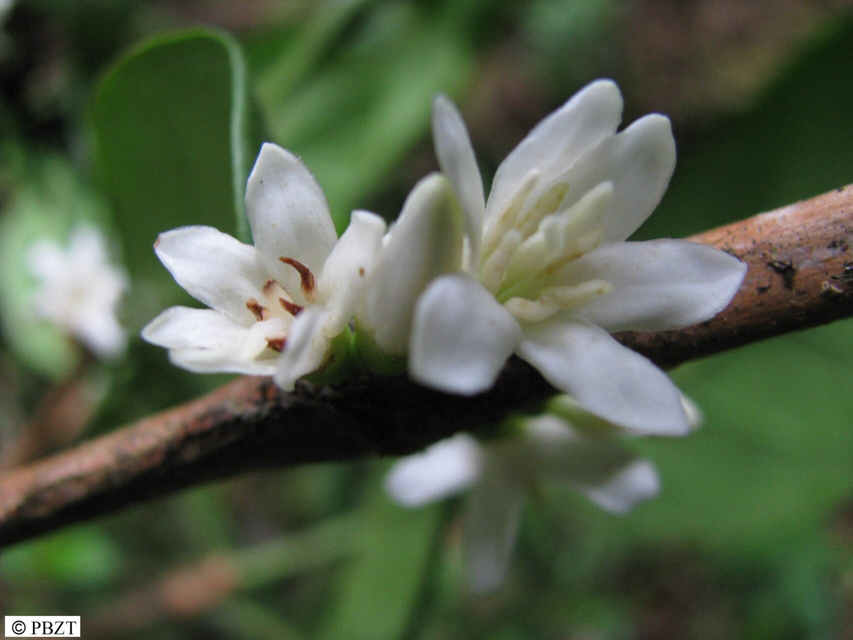 Coffea tricalysioides — houseplant care guide