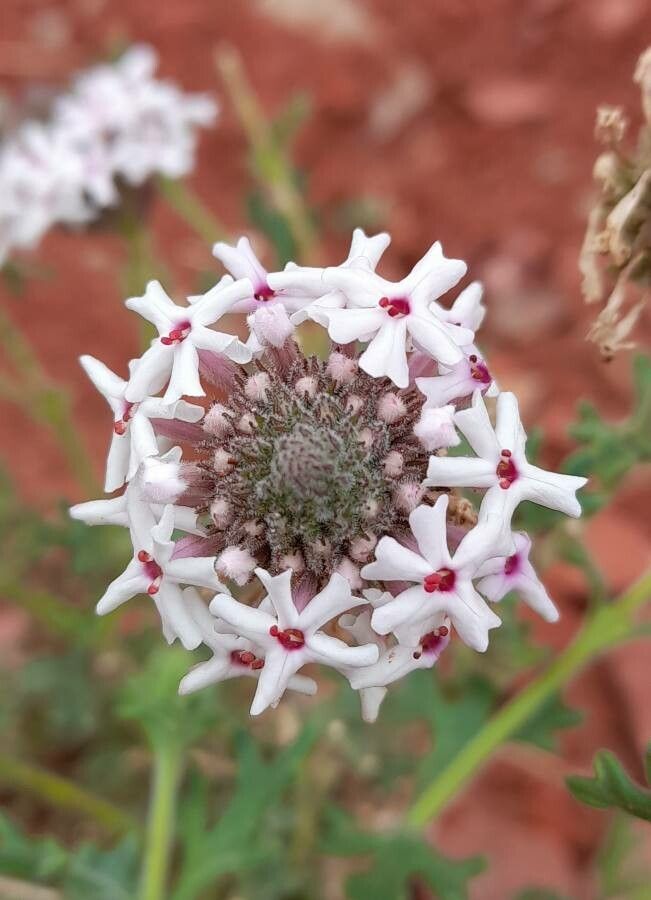 Junellia crithmifolia flower