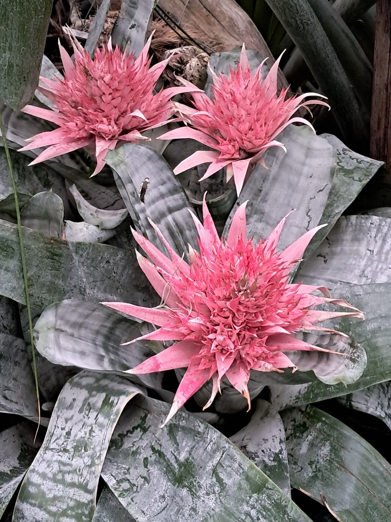 Aechmea victoriana leaf